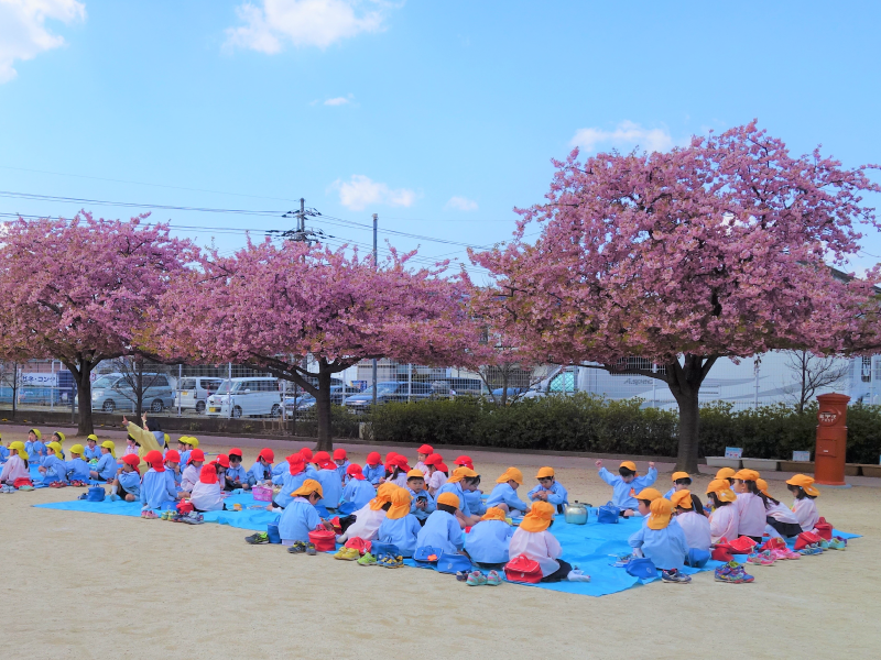 まるやま幼稚園の美しい桜並木の風景