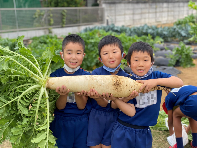 さかえ幼稚園の畑で収穫体験をする子どもたち。幼稚園によって教育方針や活動内容は様々。入園前にぜひ園見学を。