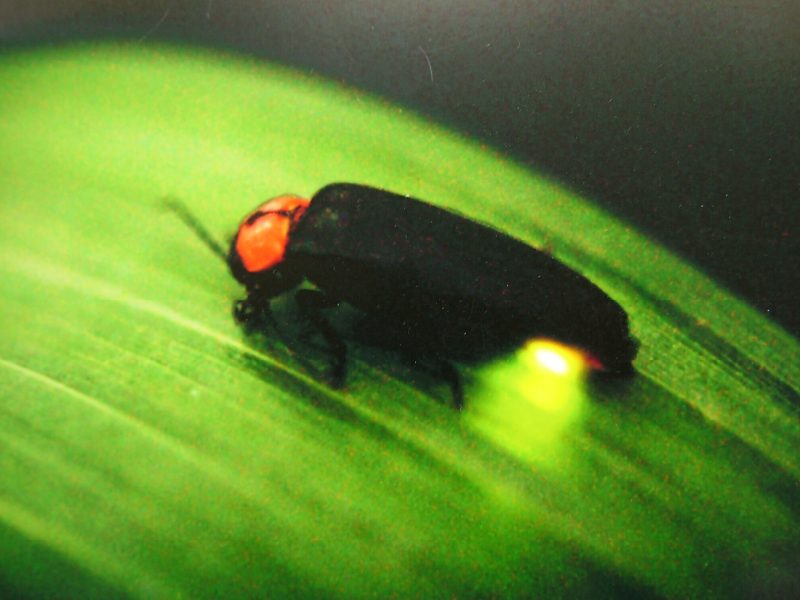 エコパークではホタルの生態系を再生。子どもたちが放流した幼虫が、初夏には美しく光りながら飛翔します。（画像提供／新松戸幼稚園）