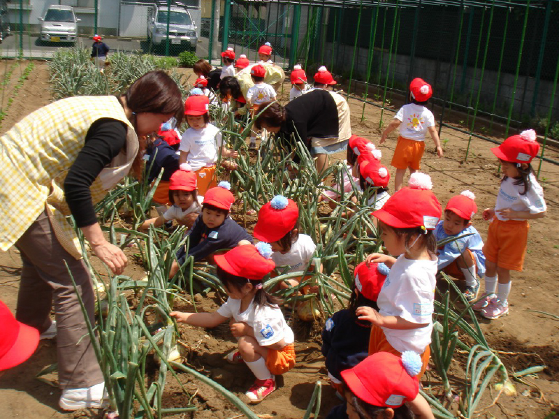 幼稚園の農園の様子。無農薬の野菜を育てています。（画像提供／新松戸幼稚園）